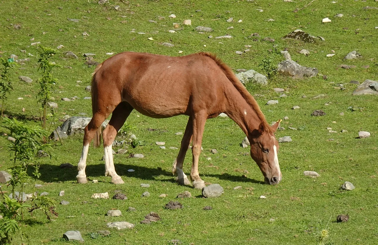 Animal, mammal, horse, equine