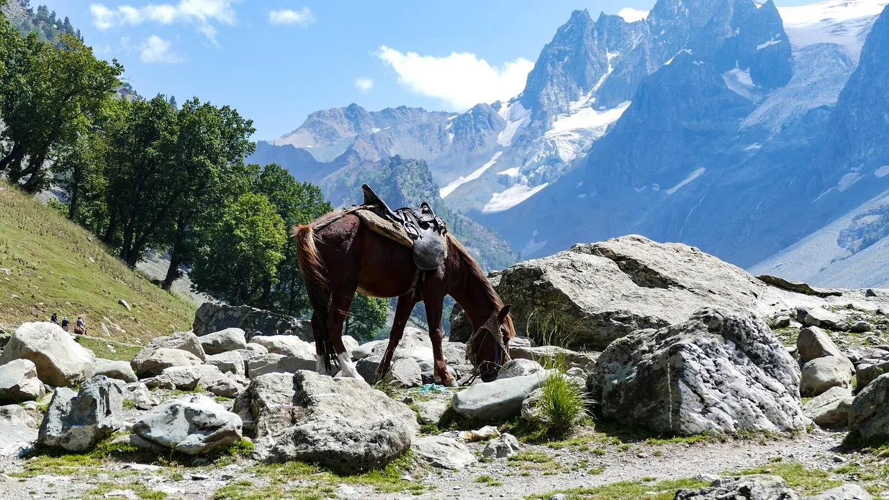 Pony, horse, mountain, landscape